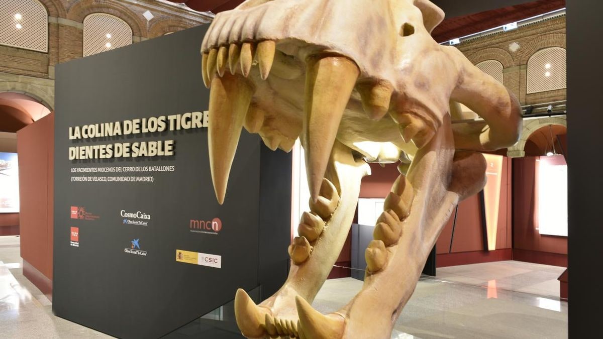 Imagen ilustrativa: una galería de museo vacía con vitrinas iluminadas que convergen hacia el fondo
