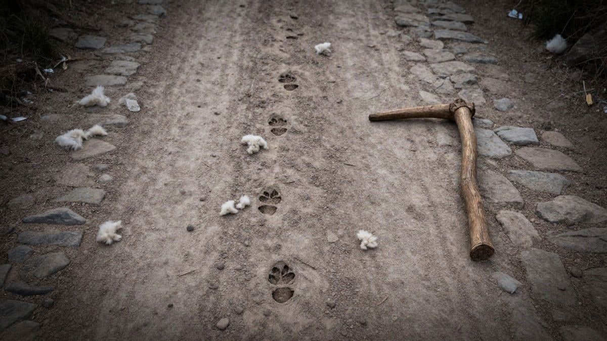 Imagen ilustrativa: vista cenital de un camino de tierra con huellas de ganado, lana dispersa y un cayado de madera sobre el suelo.