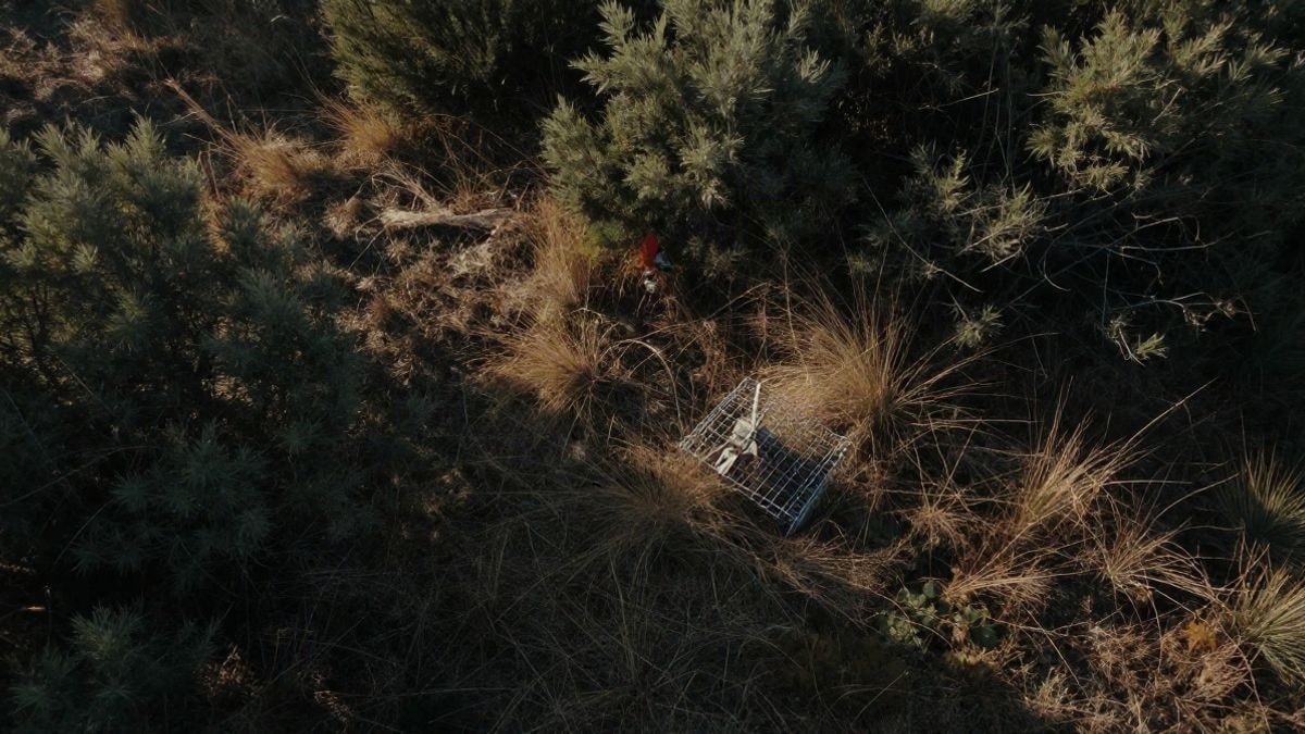 Imagen ilustrativa: vista cenital de una trampa de captura en un claro del bosque entre hierba seca