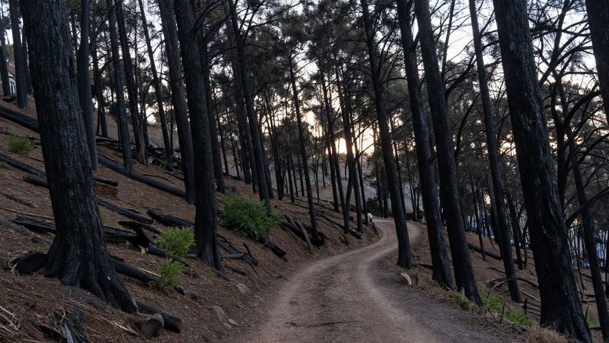 Imagen ilustrativa: un bosque con árboles calcinados inclinados y una pista forestal de tierra, con luz suave de tarde.
