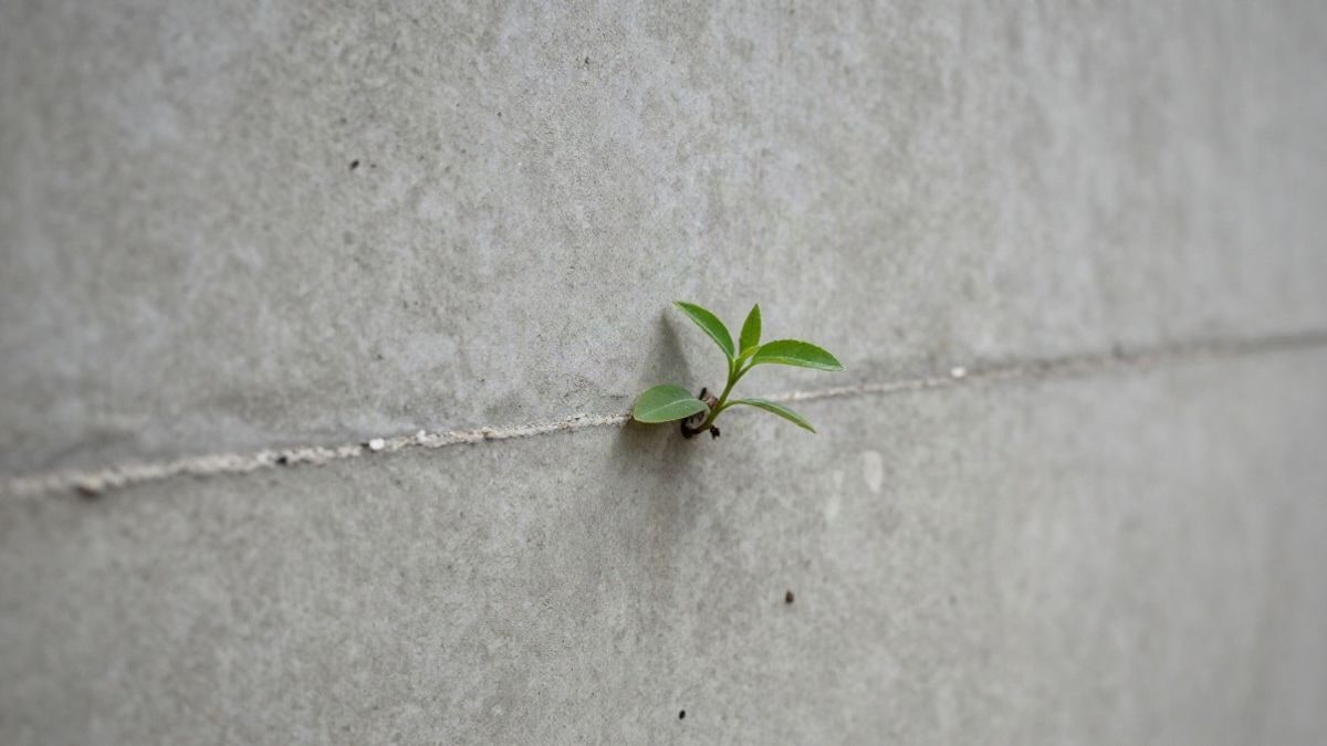 Imagen ilustrativa: detalle de una pared de hormigón con una pequeña planta creciendo en una grieta