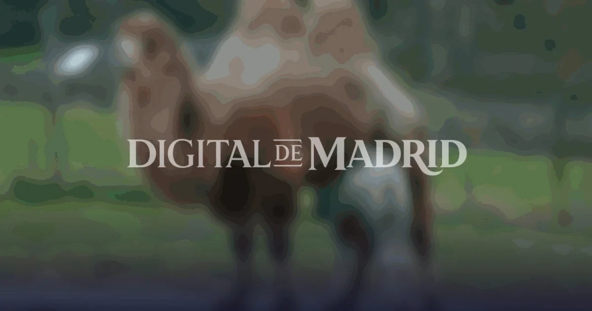 Un nuevo miembro en el Zoo de Madrid: la cría de camello bactriano que conquista corazones