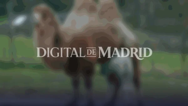 Un nuevo miembro en el Zoo de Madrid: la cría de camello bactriano que conquista corazones